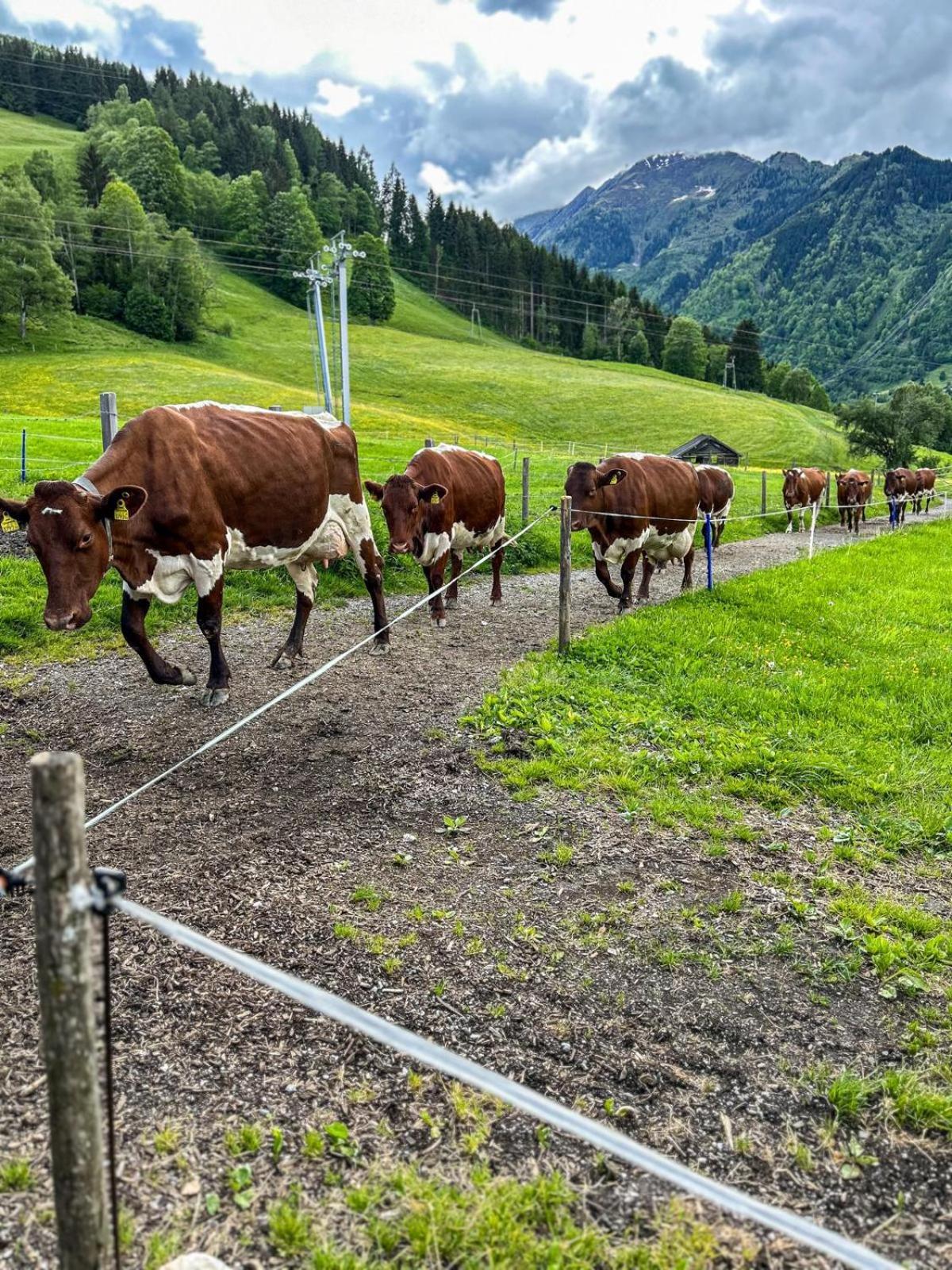 Oberlehenhof Villa Kaprun Oda fotoğraf